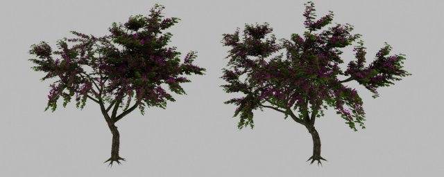 bauhinia tree Modèle 3D .c4d .max .obj .3ds .fbx .stl .blend 