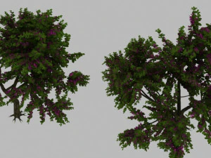 bauhinia tree 3D Model