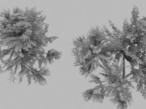 bauhinia tree Modèle 3D