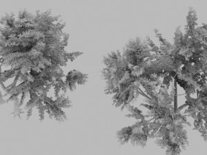 bauhinia tree 3D Model