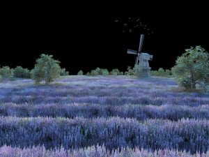 flower field 3D Model