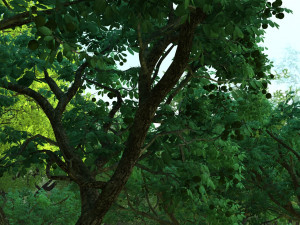chestnut tree Model 3D