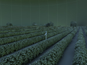 tea garden Modelo 3D
