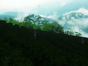 tea garden 3D Model