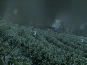 tea garden 3D Model