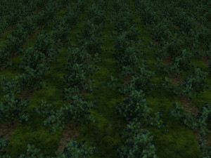 blueberry garden Modelo 3D