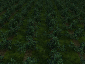 blueberry garden 3D Model