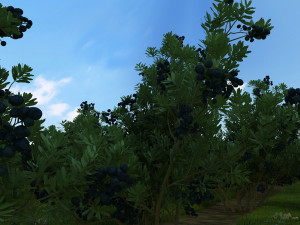 blueberry garden Modèle 3D