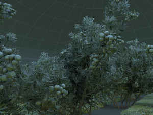 blueberry garden Modèle 3D