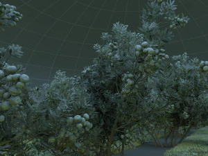 blueberry garden 3D Model