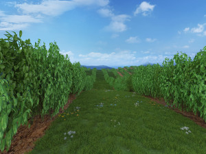 blueberry garden Modelo 3D