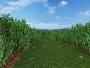 blueberry garden 3D Model