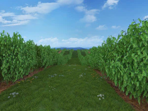 blueberry garden 3D Model