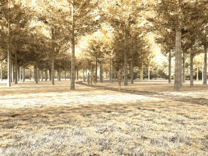 forest 3D Model
