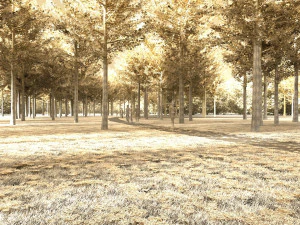 forest 3D Model