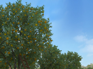 orchard Model 3D