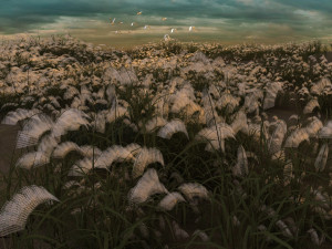 reeds 3D 模型