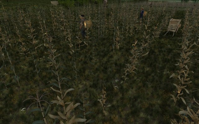 fields of corn Model 3D .c4d .max .obj .3ds .fbx .stl .blend 