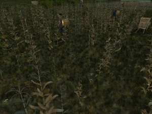 campos de ma&iacute;z Modelo 3D