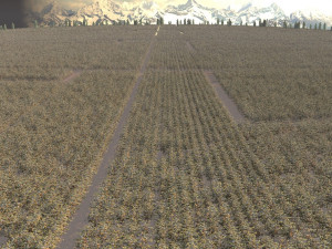 cotton field 3Dモデル