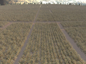 cotton field 3Dモデル