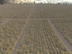 cotton field 3D Model