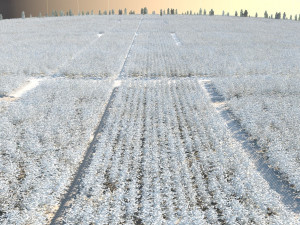 cotton field 3Dモデル