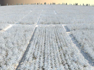 cotton field 3D Model