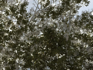 winter snow 3D Модель