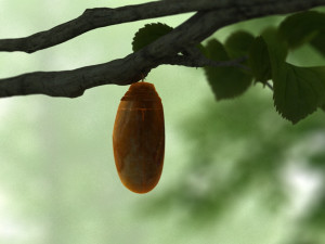 butterfly 3D Model