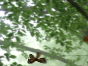 butterfly 3D Model