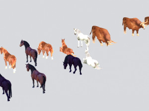 animal 3D 模型