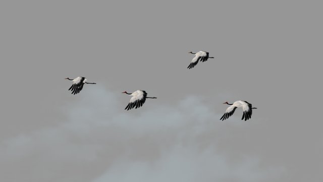 crane and dragon 3D-Modell .c4d .max .obj .3ds .fbx .stl .blend 