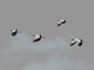 crane and dragon 3D Model