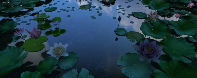 lotus pond 3D मॉडल .c4d .max .obj .3ds .fbx .stl .blend 