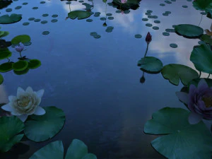 stagno di loto Modello 3D