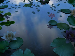 lotus pond 3D मॉडल