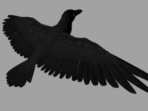 raven Modelo 3D