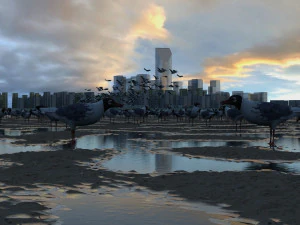 सीगल 3D मॉडल