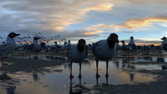 seagulls Modèle 3D .c4d .max .obj .3ds .fbx .stl .blend 