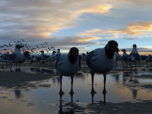 seagulls 3Dモデル