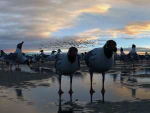 seagulls Modèle 3D