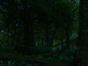 rainforest 3D Model