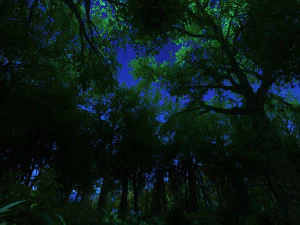 rainforest 3D Model