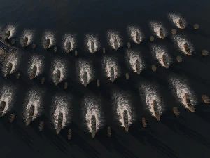 fleet 3D Model