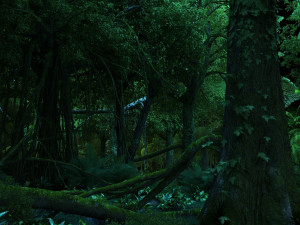 rainforest 3D मॉडल