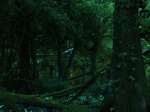 rainforest 3D Model