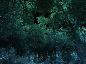 rainforest 3D Model