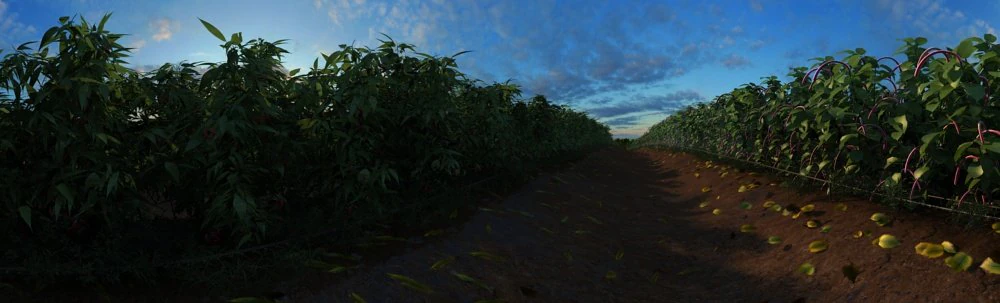 champ Modèle 3D .c4d .max .obj .3ds .fbx .stl .blend 