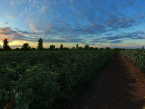 field 3D Model